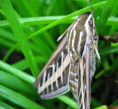 sphinx moths moth bulbine digging hummingbirds lined